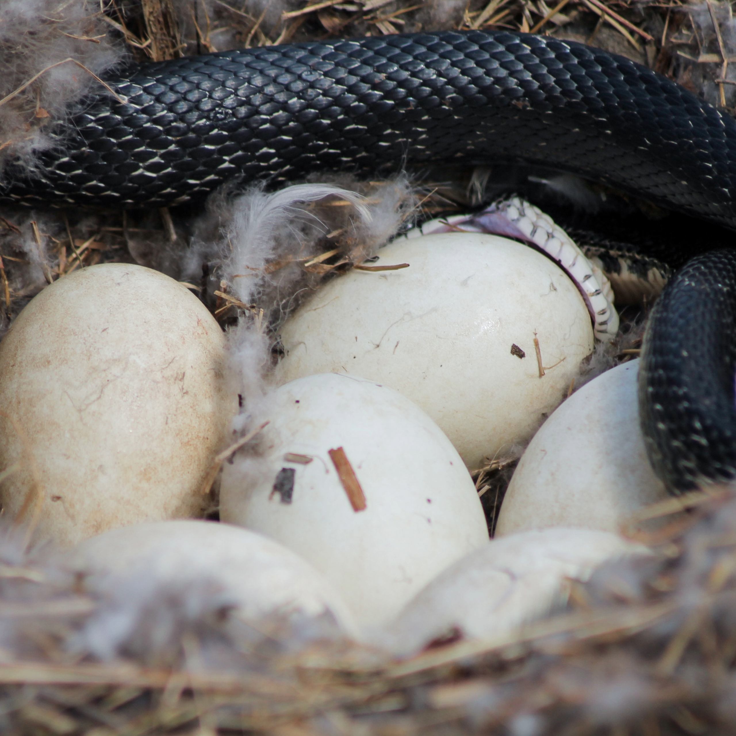 Snake Issues in Poultry Housing